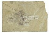 Bargain, Cretaceous Crusher Fish (Coccodus) - Hjoula, Lebanon #250182-1